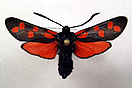 Zygaena filipendulae (LINNAEUS, 1758) vergrern