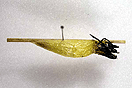 Zygaena filipendulae (LINNAEUS, 1758) vergrern