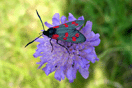 Zygaena filipendulae (LINNAEUS, 1758) vergrern